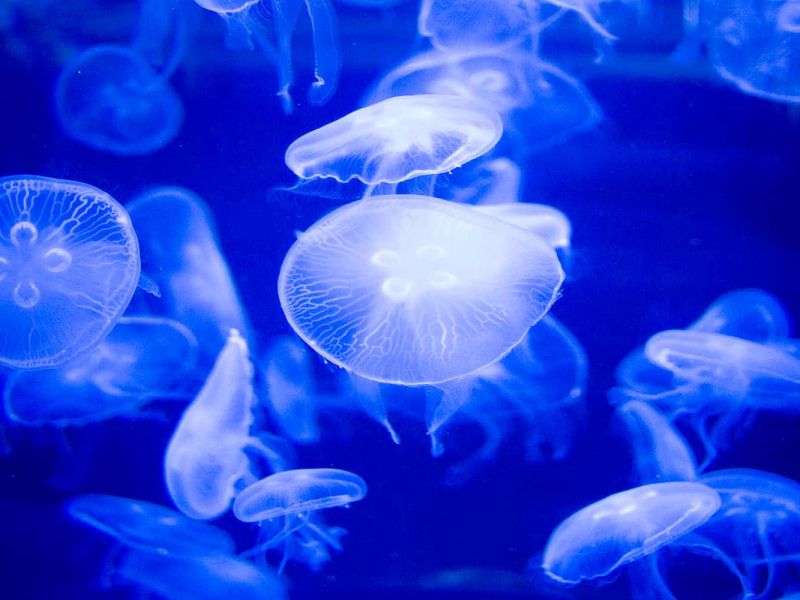 Under the Sea Family Fun at North Carolina’s Aquariums